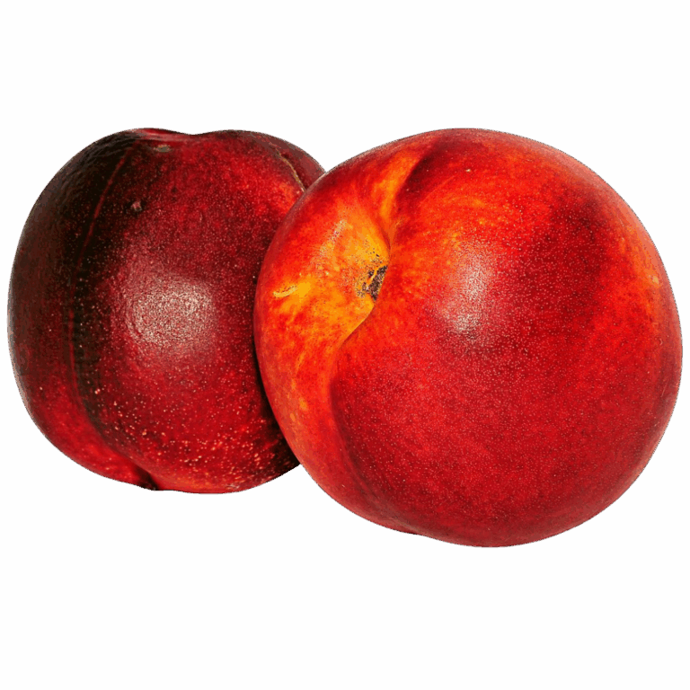  NECTARINE BARQUETTE